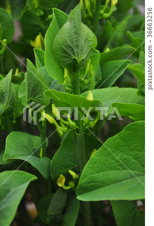 Birthwort (Aristolochia clematitis) 36663256