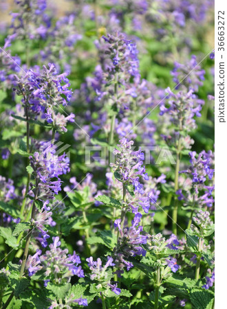 Lesser calamint (Clinopodium nepeta) 36663272