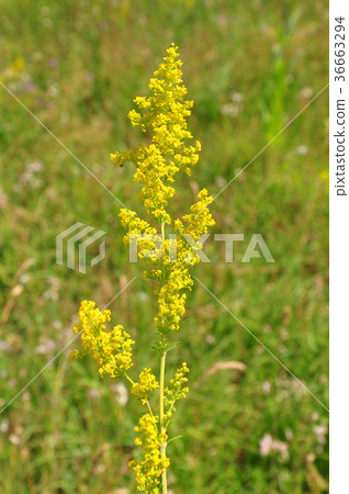 Lady's bedstraw (Galium verum) 36663294