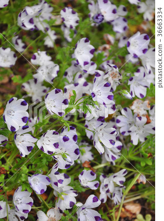 Baby Blue Eyes Nemophila Maculata Stock Photo