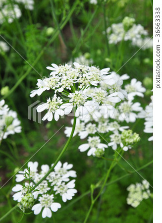 White lace flower (Orlaya grandiflora) White lace flower (Orlaya grandiflora) 36663338