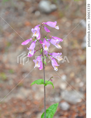 Eastern gray beardtongue (Penstemon canescens) Eastern gray beardtongue (Penstemon canescens) 36663339