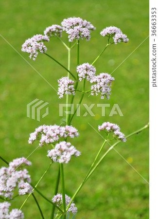 Valerian (Valeriana officinalis) Valerian (Valeriana officinalis) 36663353