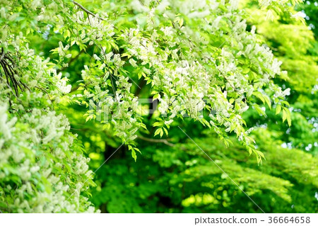Inuzakura花 Inuzakura花 36664658