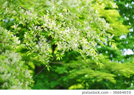 Inuzakura花 Inuzakura花 36664659