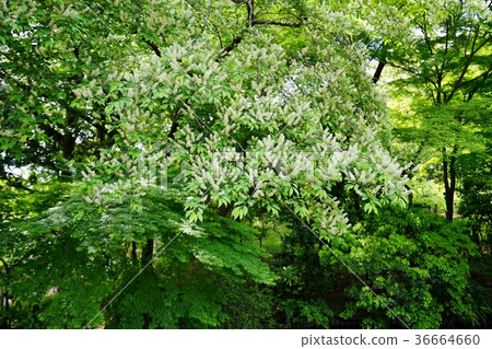 Inuzakura花 36664660