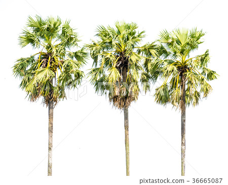 Tree alone or single on isolate white 36665087