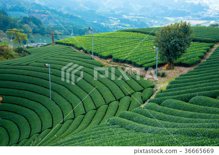 Tea plantation 36665669