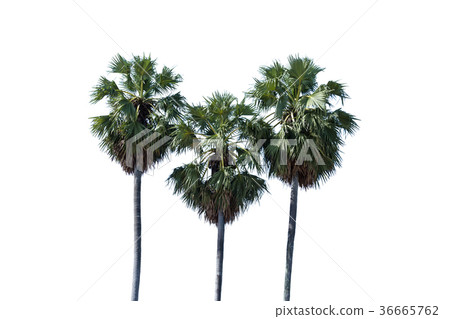 sugar palm tree alone or single on isolate white 36665762