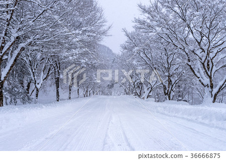 Road and tree covered by snow in winter. Road and tree covered by snow in winter. 36666875