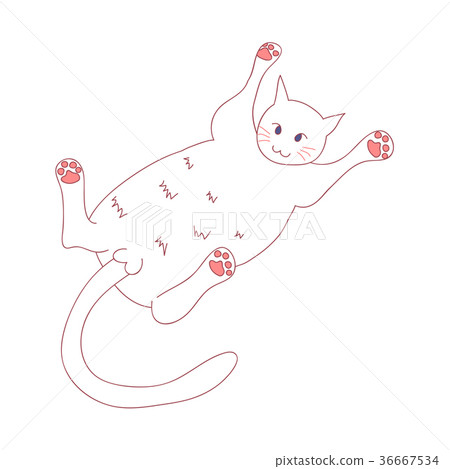 White Cute Cat Laying on Back White Cute Cat Laying on Back 36667534