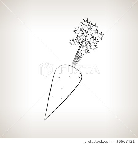 Carrot in the Contours on a Light Background 36668421