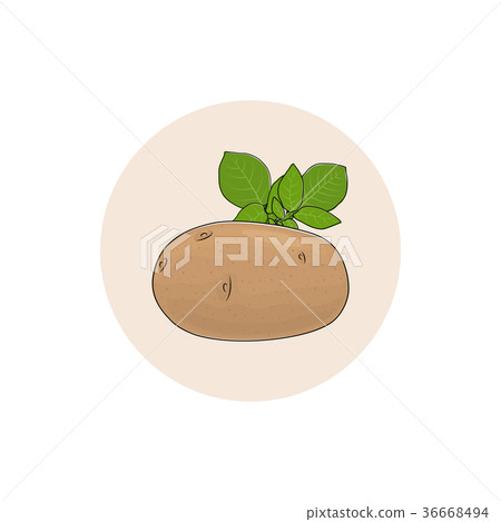 Icon Potato Vegetable Icon Potato Vegetable 36668494