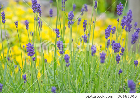 Lavender, yellow and green Lavender, yellow and green 36669309