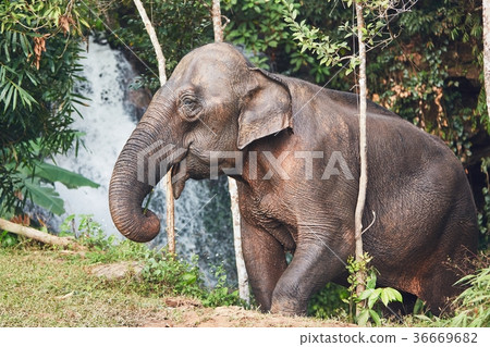 Elephant in jungle 36669682