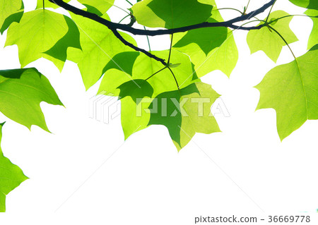 Fresh green of turpentine Fresh green of turpentine 36669778