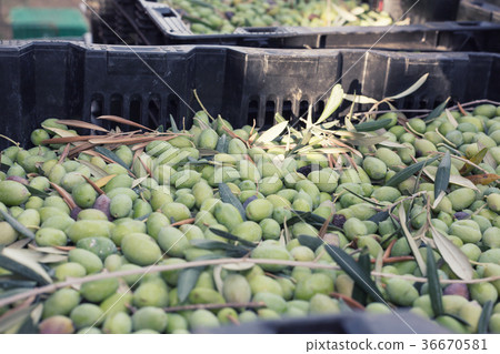 Ripe green olives collected in box 36670581