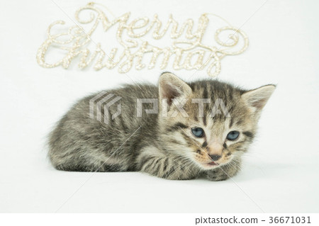 Christmas decoration and kitten (white background) Christmas decoration and kitten (white background) 36671031