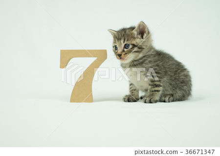Numbers (7) and kittens 36671347
