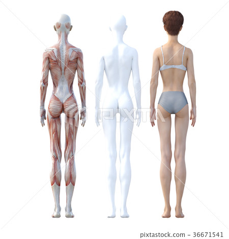 Female dissection muscle 3DCG illustration material Female dissection muscle 3DCG illustration material 36671541