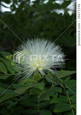 Kariandra Haemato kefala(白花種) Kariandra Haemato kefala(白花種) 36671546