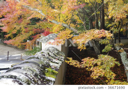 Autumn leaves of Kibijihobofuku-ji 36671690