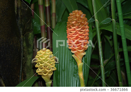 Jin Jiver Spectabile Jin Jiver Spectabile 36671866