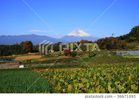November Mt. Fuji 1903 Mishima Sano November Mt. Fuji 1903 Mishima Sano 36671893