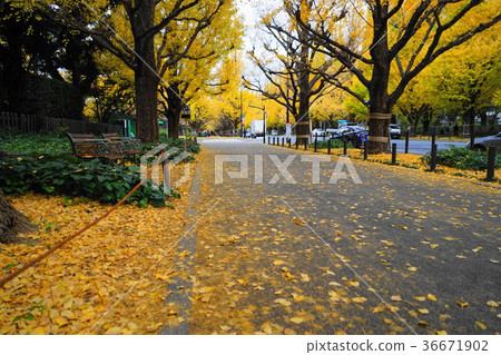 11月Jingguen Ginko銀杏黃葉/紅葉15 36671902