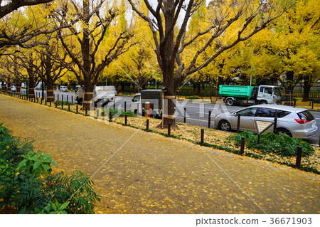 11月Jingguen Ginko銀杏黃葉/秋葉16 36671903