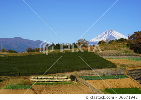 December Mt.Fuji 1911 Hakone Saijo dried radish and vegetable field 36671948