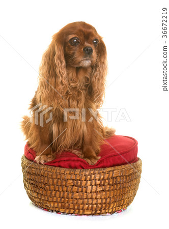 cavalier king charles cavalier king charles 36672219
