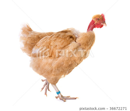Naked Neck chicken in studio 36672271