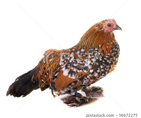 Dutch Booted Bantam 36672275