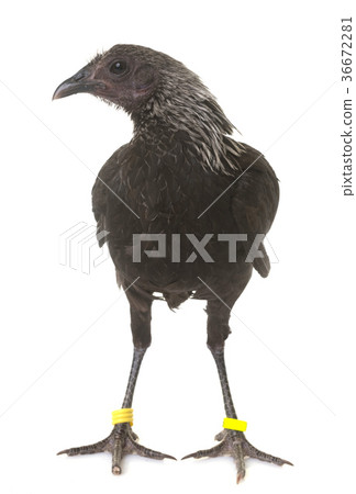 Modern Game fowl 36672281