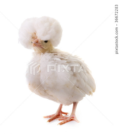 young Padovana chicken 36672283