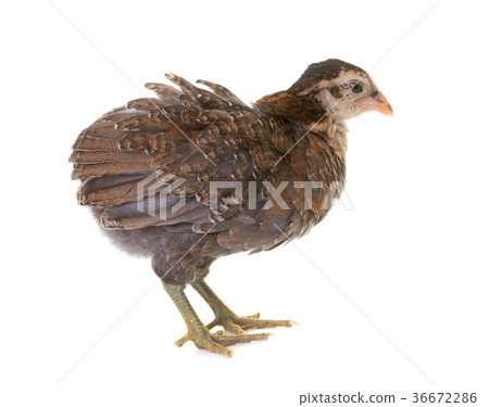 chick araucana in studio 36672286