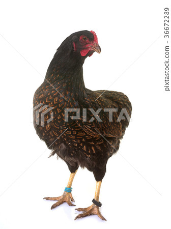 Barnevelder chicken in studio 36672289
