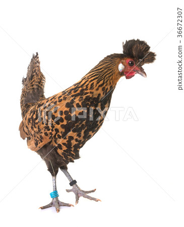 Appenzelloise chicken in studio 36672307