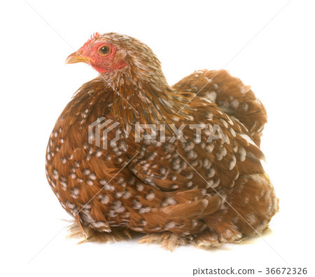 Pekin chicken in studio 36672326