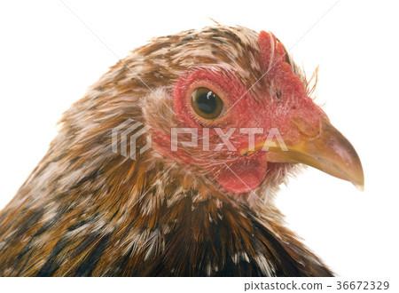 Pekin chicken in studio 36672329