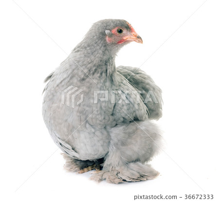Pekin chicken in studio 36672333