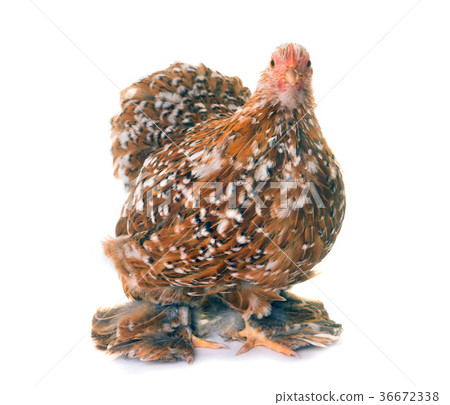 Pekin chicken in studio 36672338