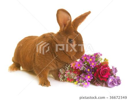 Fauve de Bourgogne rabbit Fauve de Bourgogne rabbit 36672349