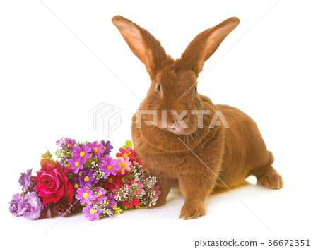 Fauve de Bourgogne rabbit 36672351