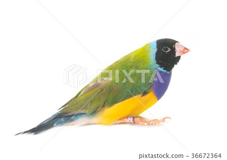 Gouldian finch in studio 36672364