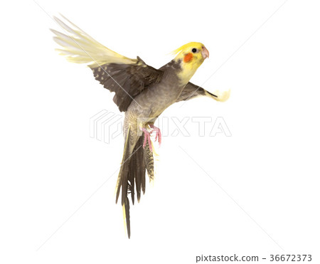 cockatiel flying in studio 36672373