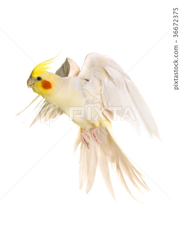 cockatiel flying in studio cockatiel flying in studio 36672375