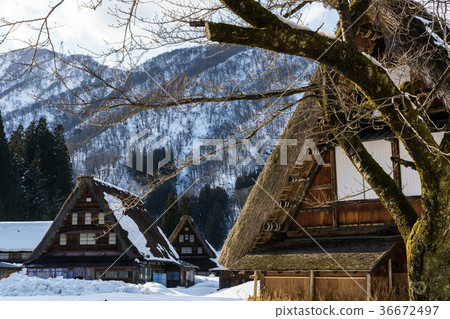 Gokayama in winter 36672497