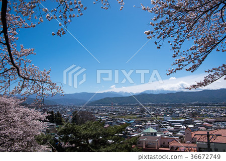 櫻花盛開的伊那市春日公園 36672749